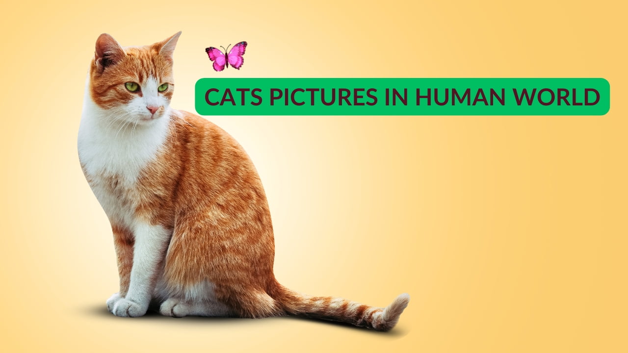 Cats-Pictures-in-Human-World.jpg